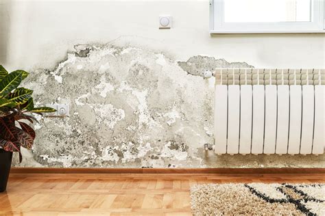 How to Treat Mould on Walls Before Painting: A Guide to Combating the Unseen Threats