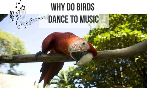 Why Do Birds Dance to Music? Exploring the Uncharted Symphony of Nature and Sound